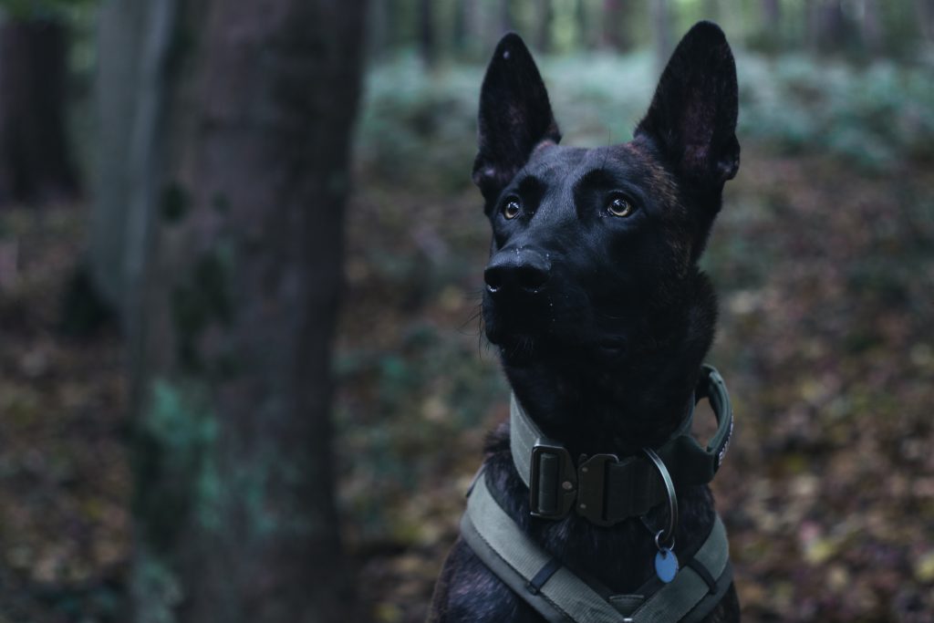 Hund Emil beim Training